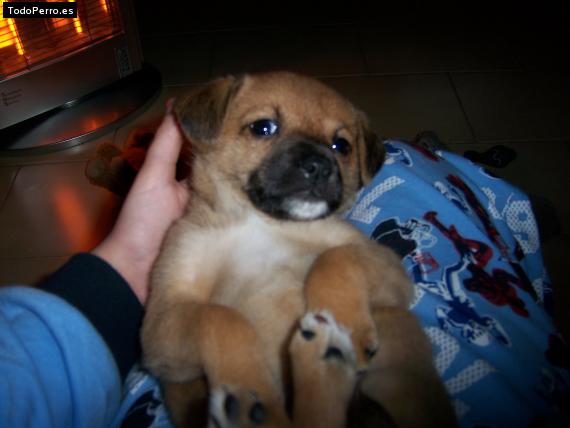 Foto del perro Risky