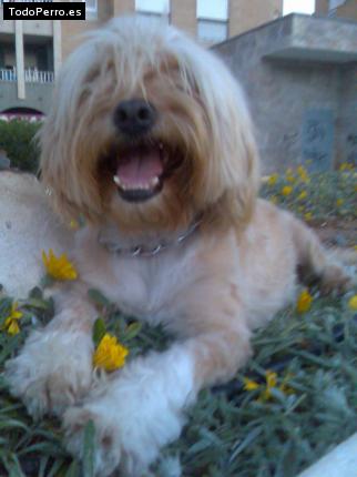 Foto del perro Coky