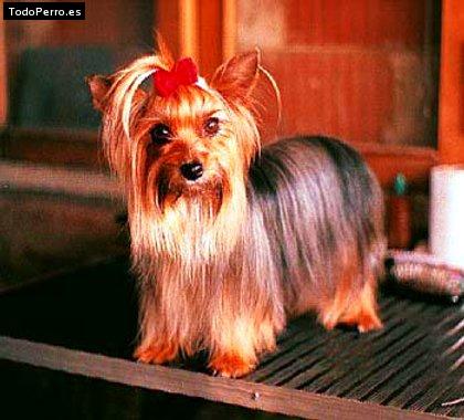 La foto del perro Chiripa Foto del perro Chiripa