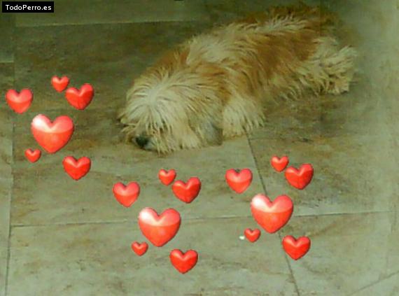 Foto del perro Codi