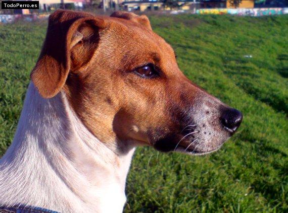 Foto del perro Jango