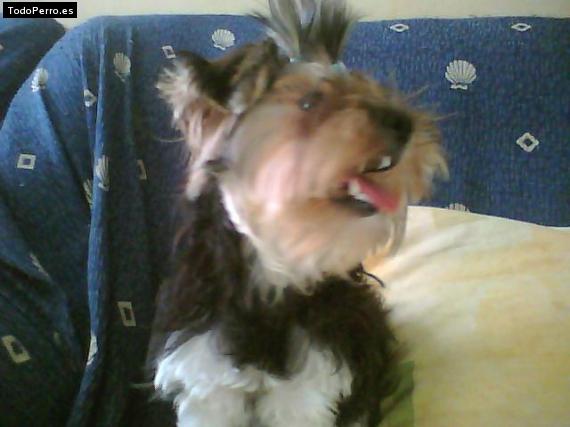 La foto del perro