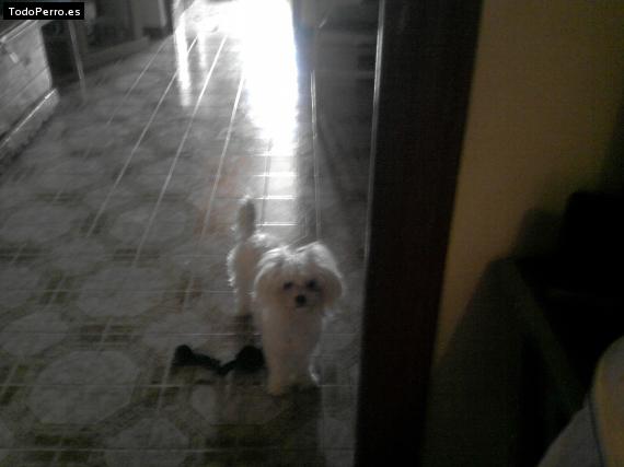Foto del perro Coba