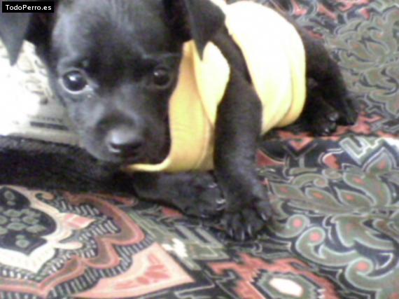 Foto del perro Runnie