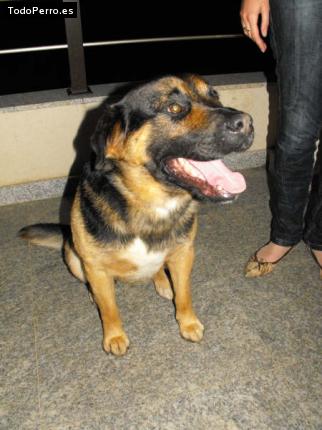 Foto del perro Rucky