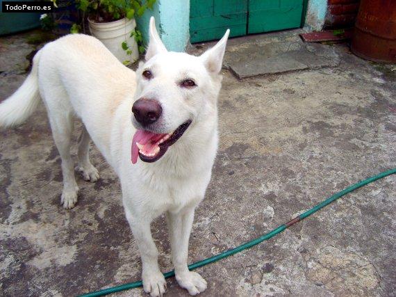 Foto del perro Rocko