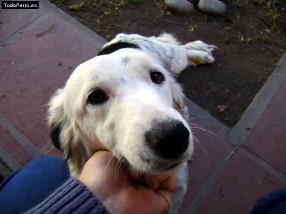 La foto del perro Lolon Foto del perro Lolon