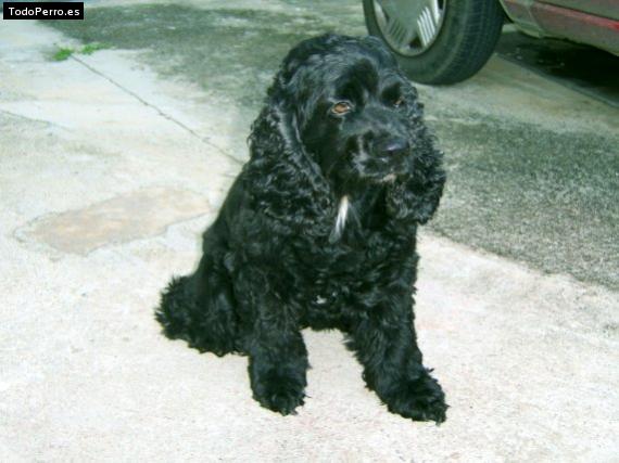 La foto del perro Penny marie Foto del perro Penny marie