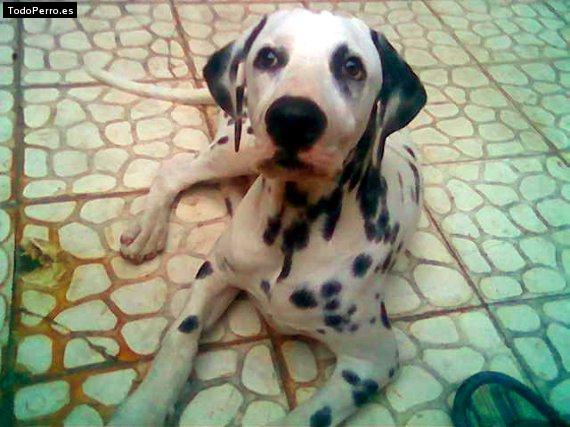 Foto del perro Merlin