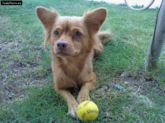 Foto del perro Windy