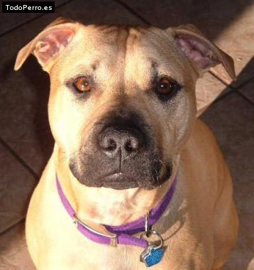 Foto del perro Estruk