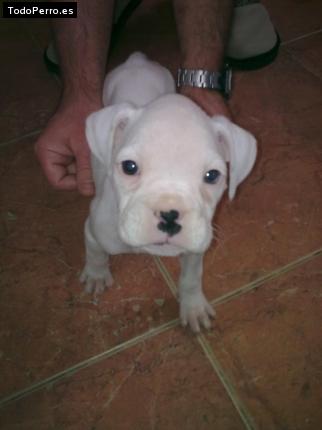 Foto del perro Coni