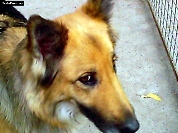 La foto del perro Diana Foto del perro Diana