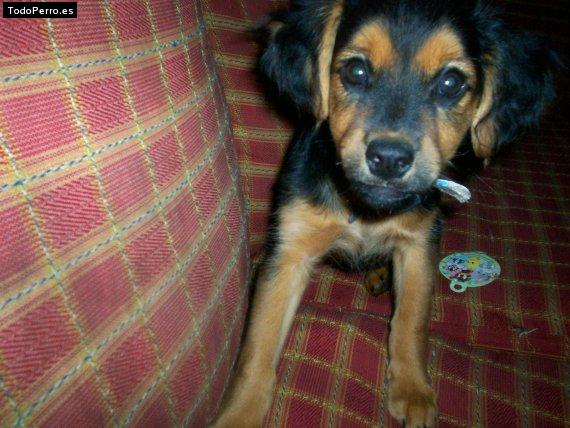 Foto del perro Carlotta leonor vache buguenyo