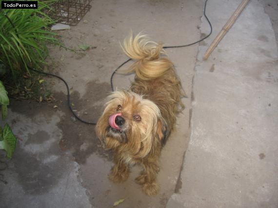 Foto del perro Chichin