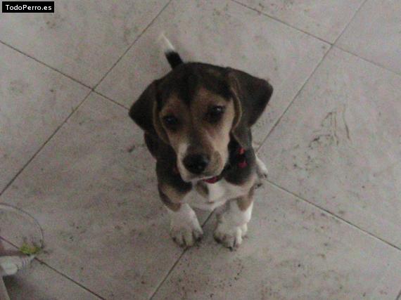 Foto del perro Bruno