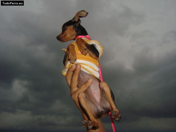 Foto del perro Rasa
