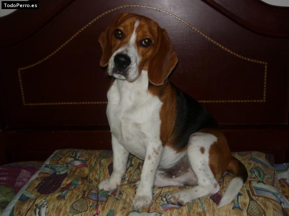 La foto del perro