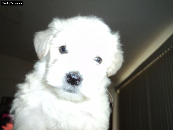 Foto del perro Camilo