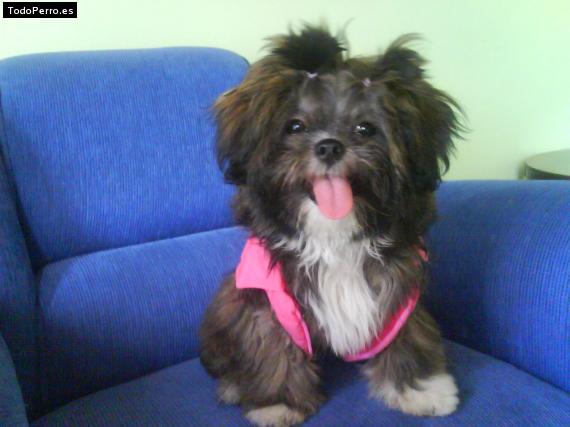 Foto del perro Ruti