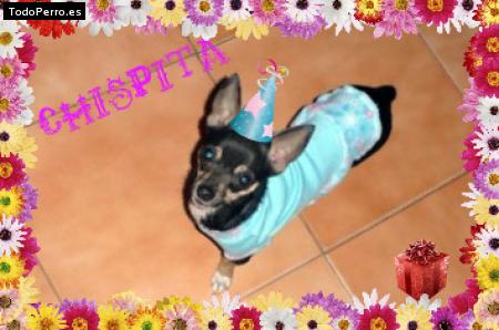 Foto del perro Chispa