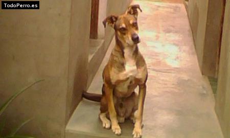 Foto del perro Walle