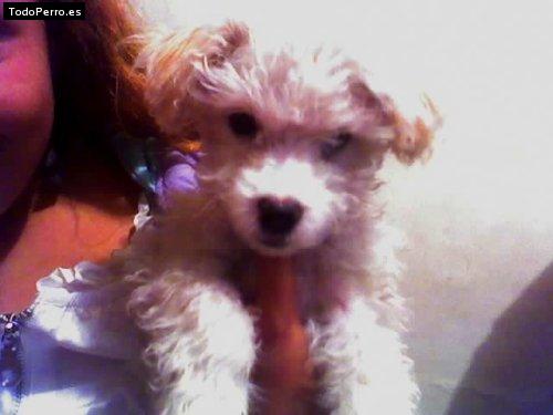 La foto del perro Chiqui loren Foto del perro Chiqui loren