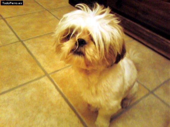 Foto del perro Chin chan