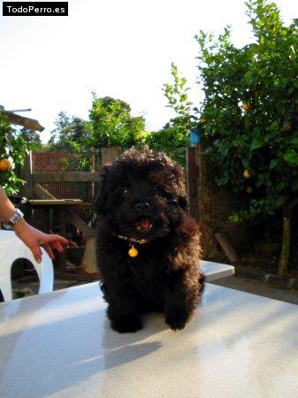 Foto del perro Mohinder