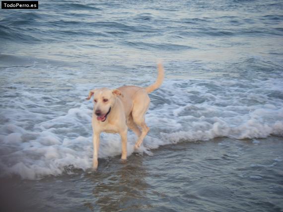La foto del perro