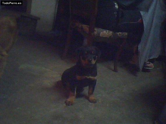Foto del perro Lobo