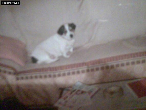 Foto del perro Cid