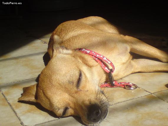 La foto del perro