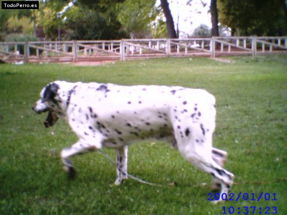 Foto del perro Ronny