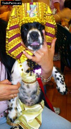 Foto del perro Mimi