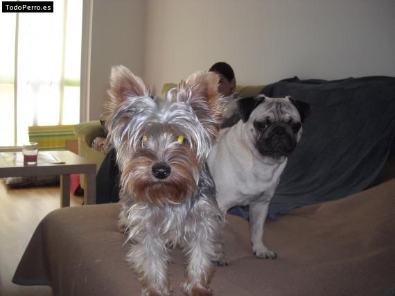 La foto del perro