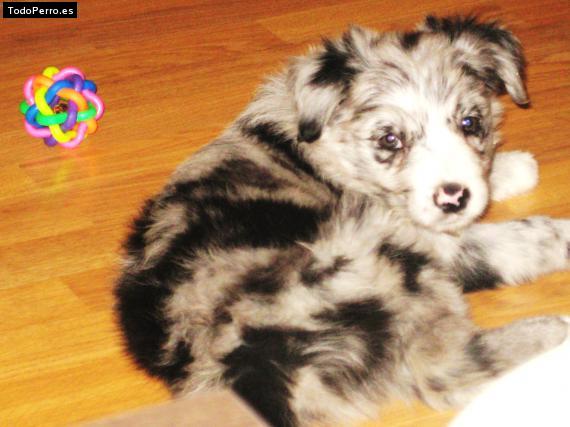 La foto del perro Willy Foto del perro Willy