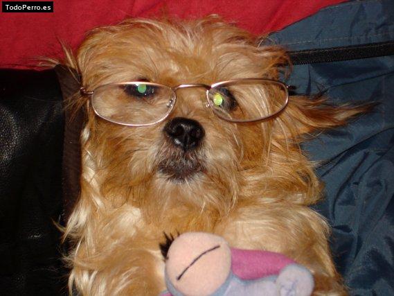 Foto del perro Cassiopeia  (kasy)