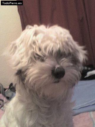 Foto del perro Rintyn