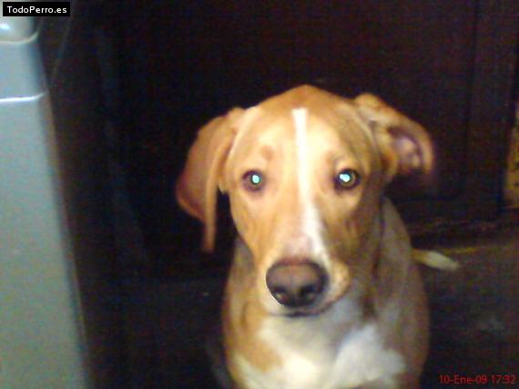 Foto del perro Rex bubu