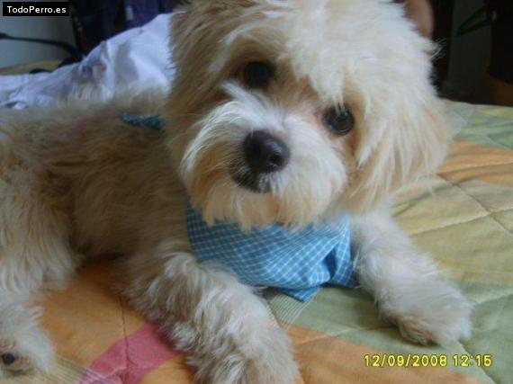 Foto del perro Justin
