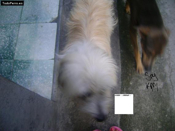 Foto del perro Caminante