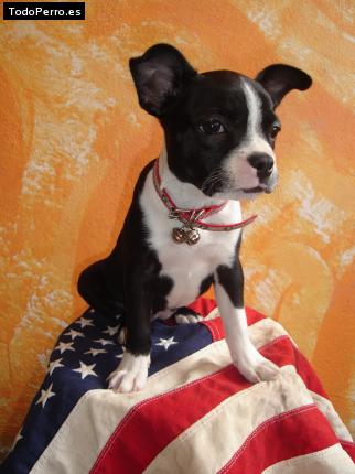 Foto del perro Cuca