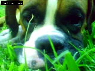 La foto del perro Donatto Foto del perro Donatto