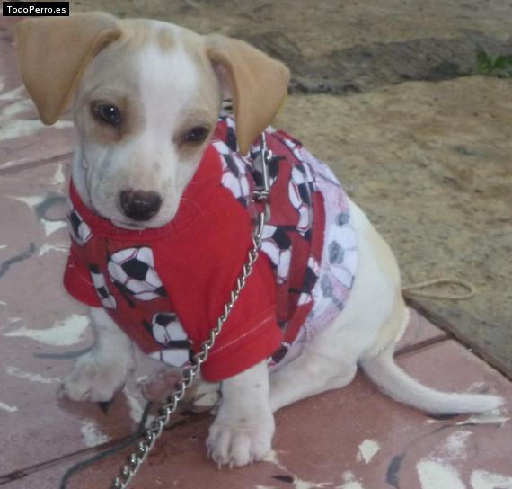 Foto del perro Rufo