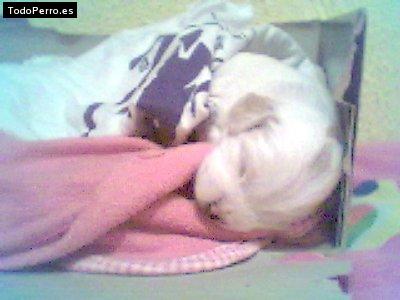 Foto del perro Milito