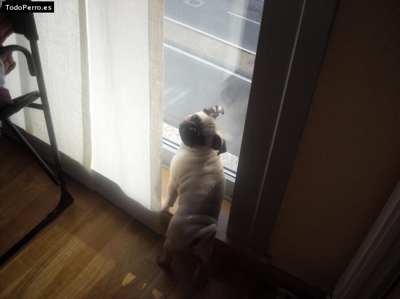 La foto del perro