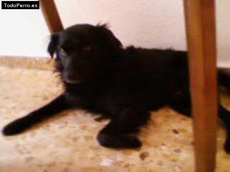 La foto del perro Pusa Foto del perro Pusa