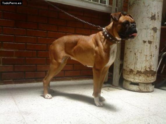 Foto del perro Cussy
