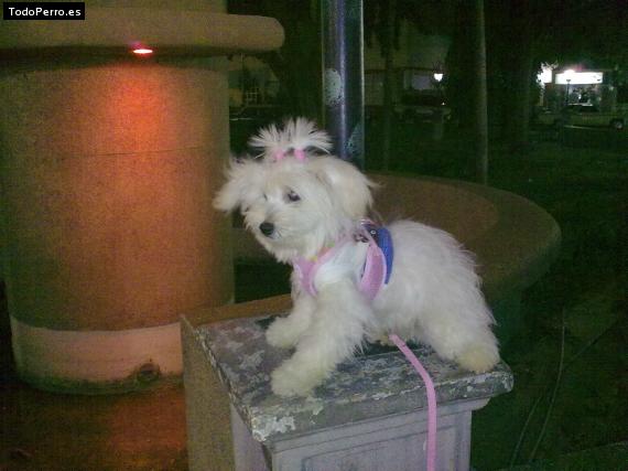 La foto del perro Princesa Foto del perro Princesa